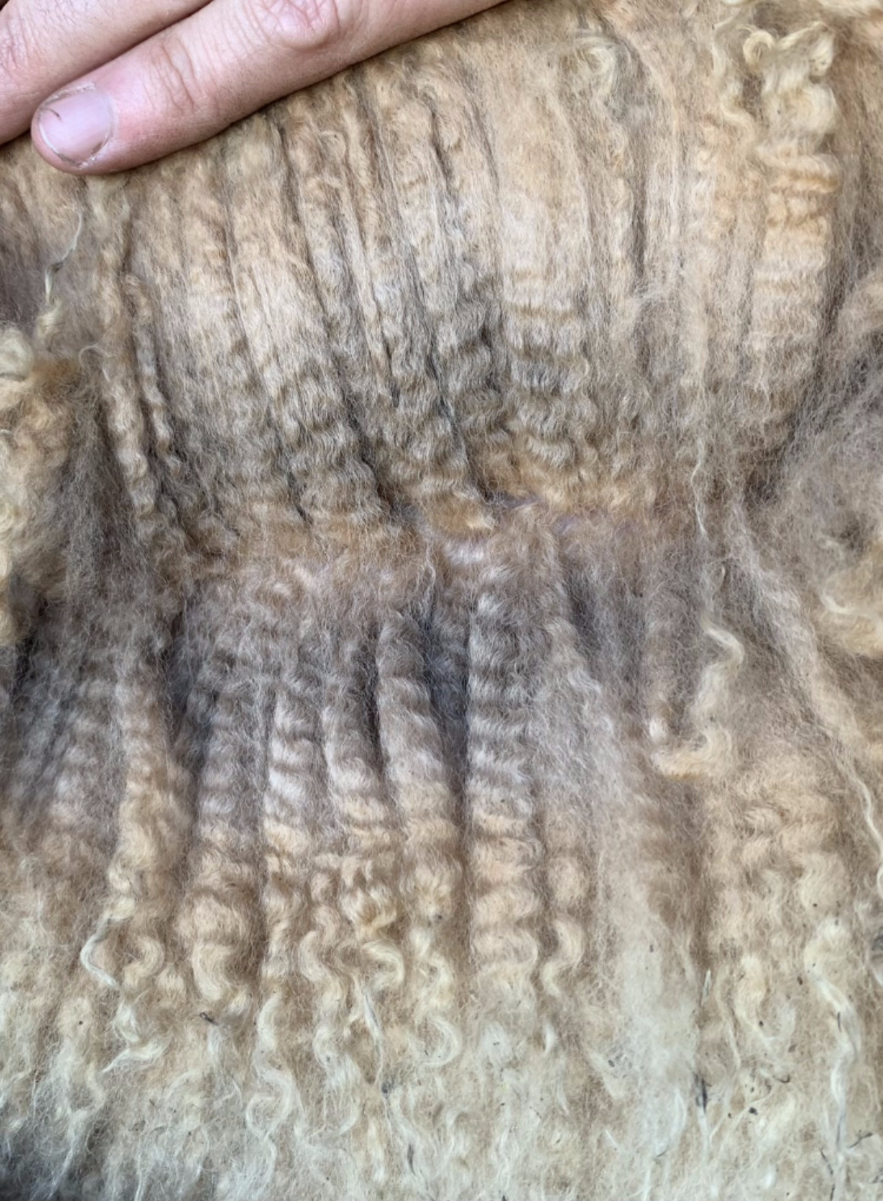 alpaca fleece yarn