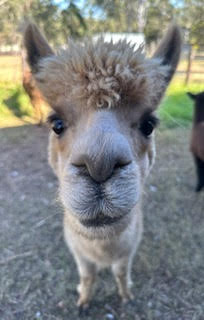 Alpaca Husbandry Services