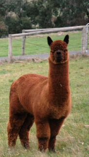 Millduck Walt Disney