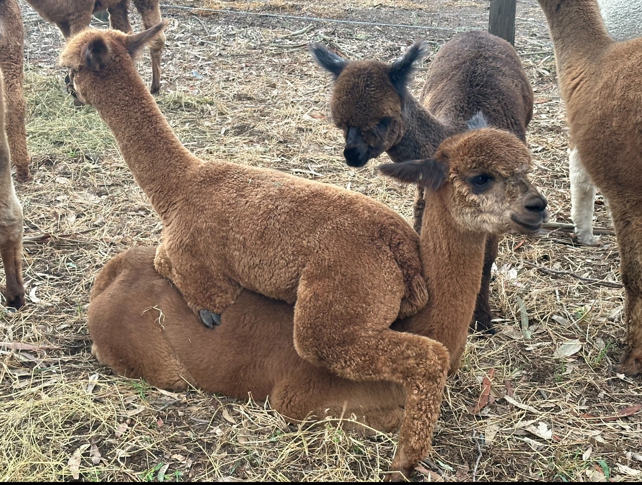 Yoga with Alpacas - Gumnut Valley Alpacas